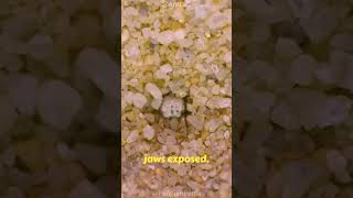 ANTLION 🐜 goviral science fyp SUBSCRIBE FOLLOW AND LIKE FOR MORE 🤍 [upl. by Linis]