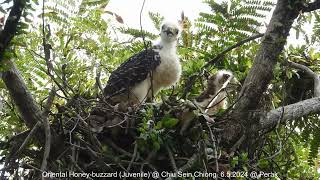 Oriental Honeybuzzard Pernis Ptilorhynchus torquatus  Chicks  Chiu S C DSCN7391 [upl. by Surovy]