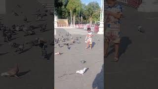 To feed pigeons in front of the Royal Palace Short [upl. by Socram]