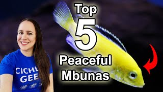 Top 5 Peaceful Mbunas  African Cichlids for Beginners [upl. by Micro]