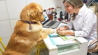 When your dog has a deep conversation with the vet 🐶 Funniest Dog Reaction [upl. by Gavrilla]