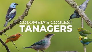 Colombias Coolest Tanagers [upl. by Ayar]