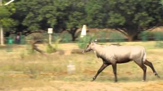 nilgai running [upl. by Katherina]