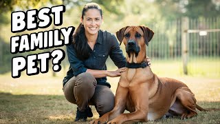 Whats It Like Having a RHODESIAN RIDGEBACK as a Pet [upl. by Ennayoj]