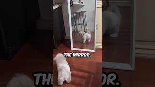 How A Maltese Dog Reacts When It Sees Itself In The Mirror milucho shorts maltese dog pets [upl. by Neelya750]