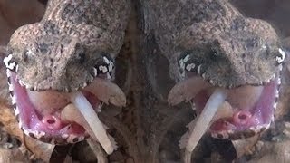 Common Death Adder Eating a Fuzzy [upl. by Legna]