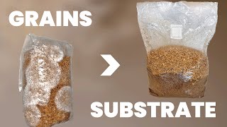 Inoculate Substrate With Grains  Laminar Flow Hood Method [upl. by Pascoe]