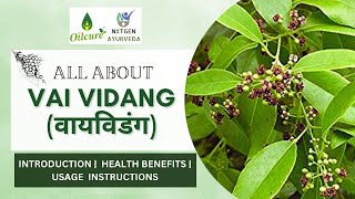 Vai Vidang  Embelia Ribes  Health Benefits Revealed Wellness  Usage  Vidanga [upl. by Milt]