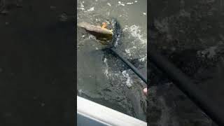 Kid catches Redfish in Alabama Marsh fishing bayou saltlife [upl. by Hollander673]