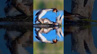 Shot by Cupids arrow the courting Great Crested Grebes Podiceps cristatuscrestedgrebes [upl. by Nibor]