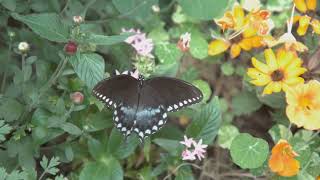 Blooms amp Buzz to Attract Pollinators [upl. by Beatrice]