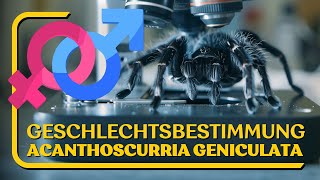 Geschlechtsbestimmung von Venom Acanthoscurria geniculata [upl. by Arihaj32]