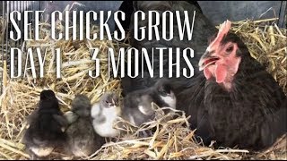 Watch Australorp Chicks Grow Day 1 to 3 Months [upl. by Einobe309]