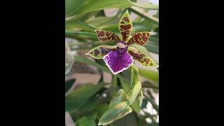 Zygopetalum first home grown flower [upl. by Dorsey80]