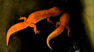 Leopard Geckos Mating  Copulation  Super Giant Sunglows [upl. by Kirshbaum542]