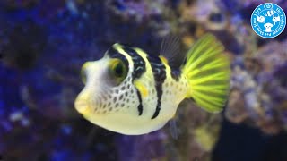 【チャーム】海水魚 シマキンチャクフグ Canthigaster valentini キンチャクフグ charm動画 [upl. by Lorenzo]