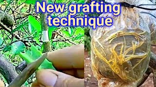 Plant grafting techniques easy [upl. by Alleyn942]