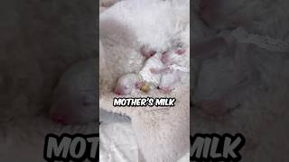 Why Bichon Frise Puppies Need Their Mothers Milk bichonlover shorts bichonfrise dog pets [upl. by Annwahs]