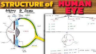 Structure of Human Eye  Anatomy of Eyeball  Eye Anatomy [upl. by Srini70]