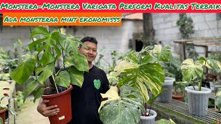 MONSTERA  MONSTERA VARIGATA PERFORM KUALTIAS TERBAIIK ⁉️ WAH ADA MONSTERA MINT EKONOMIS [upl. by Gracia]