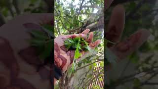 Kari patta care tips  nature gardenplants gardentrees kari leaves plant greenplant [upl. by Hibbert]