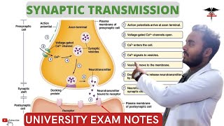 Synaptic Transmission  Excitatory and Inhibitory Transmission CNS Physiology [upl. by Dett]