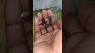 🔥 🎖️THE SURVIVORS 🔥 BETTA BREEDING TAMIL  BETTA FRYS fish trending tamil bettafish [upl. by Erotavlas447]