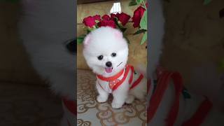 Cute teacup pomeranian puppies  pomeranian dog breeds  small dogs in India pomeranian puppies [upl. by Airaet]