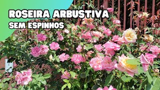 ROSEIRA ARBUSTIVA sem espinhos  Dicas de cultivo  Rosas multicoloridas [upl. by Adlez]