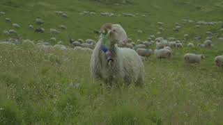 Une journée de transhumance avec Pierre Craveiro [upl. by Muir409]