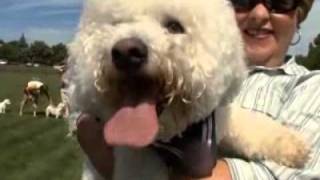 Dogs 101  Season One Videos Animal Planet3flv [upl. by Dombrowski]