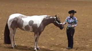 2009 APHA World Show Showmanship Prelims [upl. by Sonni205]