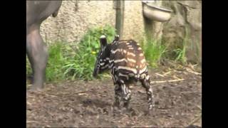 Baby Malayan Tapir Kamal [upl. by Ellenrahc]