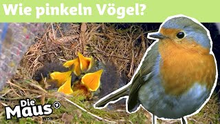 Machen Vögel ins Nest  DieMaus  WDR [upl. by Harvard]