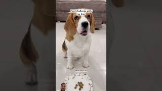 dog funny comedy puppy pets explore memes prank [upl. by Hamlet793]