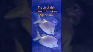 Majestic Tropical fishes found at Cairns Tropical FishCairns [upl. by Peadar]