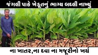 વિઘે 8 ખાંડી ઉત્પાદન ll ના ખાતરનો ખર્ચ થશે ના દવાનો ll ના ભૂંડ ખાશે ના ગાય ll મફતીયો પાક રોકડી આવક [upl. by Esimaj393]