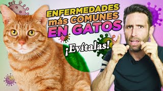 6 ENFERMEDADES MÁS COMUNES EN GATOS y cómo PREVENIRLAS 🦠🙀 Parvovirus herpesvirus leucemia [upl. by Koah349]