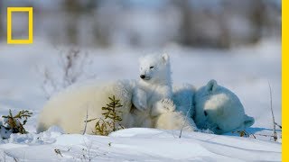 The Life of a Baby Polar Bear  Ep 4  Wildlife The Big Freeze [upl. by Eladnyl119]