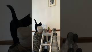 Nosy cat disrupts DIY work [upl. by Carthy678]