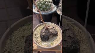 실버티카🪴Dioscorea sylvatica 아프리카식물 plants 반려식물 구근식물 caudex [upl. by Niknar756]