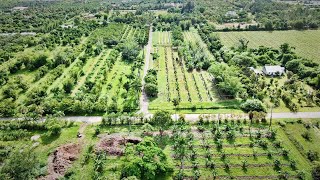 Check Out This 15Acre Organic Tropical Fruit Operation [upl. by Theobald]