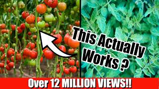 Grow Lots of Tomatoes Not Leaves  Complete Growing Guide [upl. by Salohcin834]