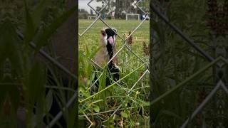 Tenía un pichoncito 😭🐣🥹 argentina birds avesargentinas nature wildlife birding nature [upl. by Thatcher]