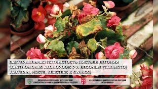 Бактериальная пятнистость листьев бегонии Xanthomonas axonopodis pv begoniae Takimoto Vauterin [upl. by Peadar698]