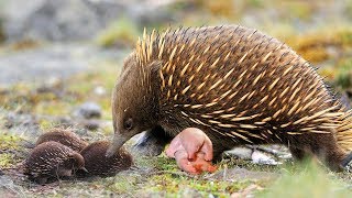 Echidna The Mammal Giving Birth To Cute Baby [upl. by Olsen]