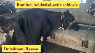 Ruminal acidosis in cow  Lactic acidosis  Symptoms  treatment of acidosis  एसिडोसिस का इलाज़ [upl. by Anirok]