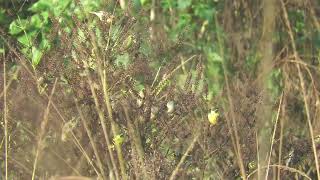 MVI 0071 Yellowbreasted Greenfinches 2 Dehradun Rajaji Chilla Range 171124 morn [upl. by Ycrad]