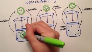 LPA 1B  Osmolarity vs Tonicity [upl. by Schaffer442]