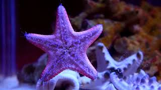 Starfish  Horned sea star [upl. by Clarabelle669]